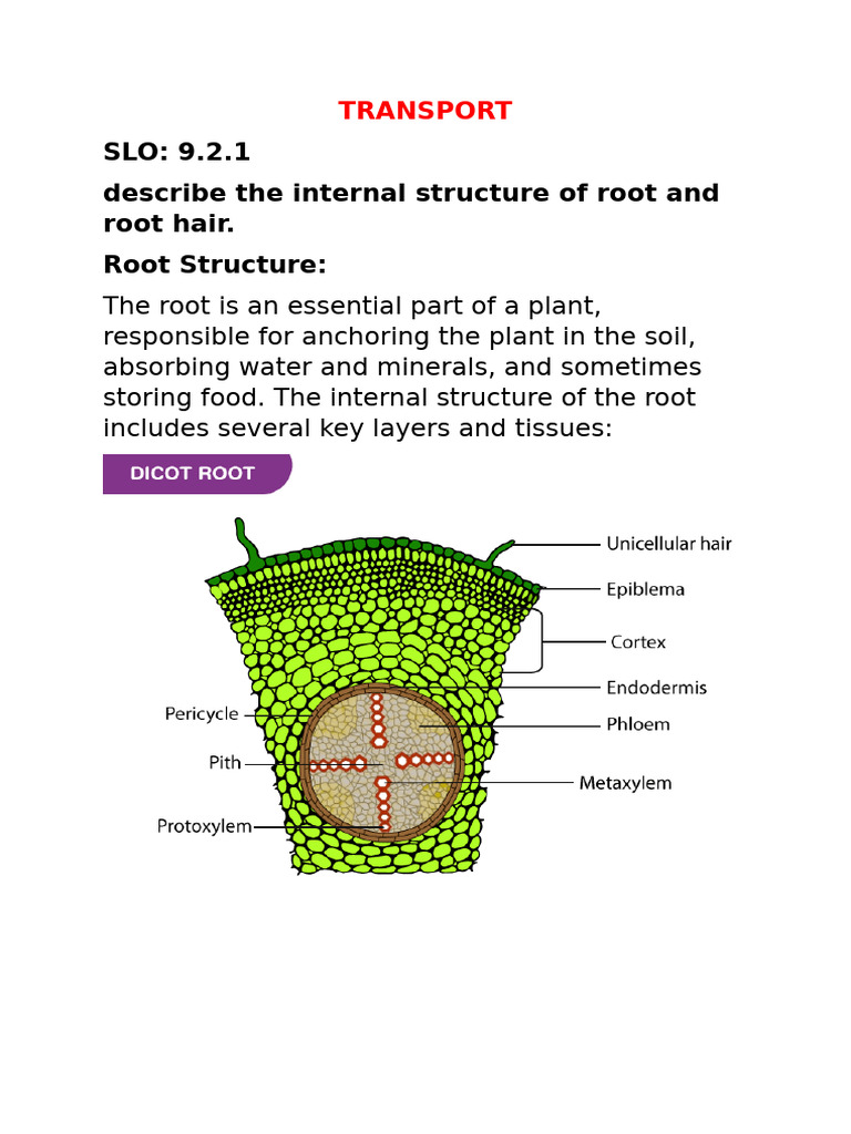 Root and Stem Structure in Plants | PDF | Plant Stem | Root