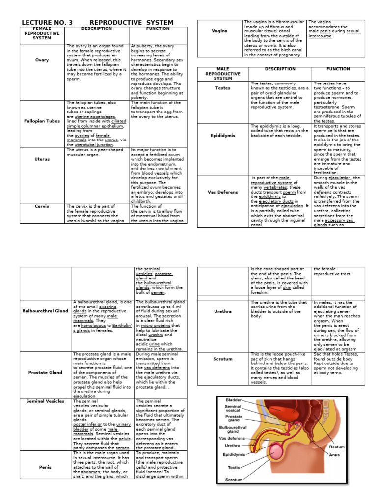 Anatomy of Reproductive Systems | PDF | Reproductive System | Uterus
