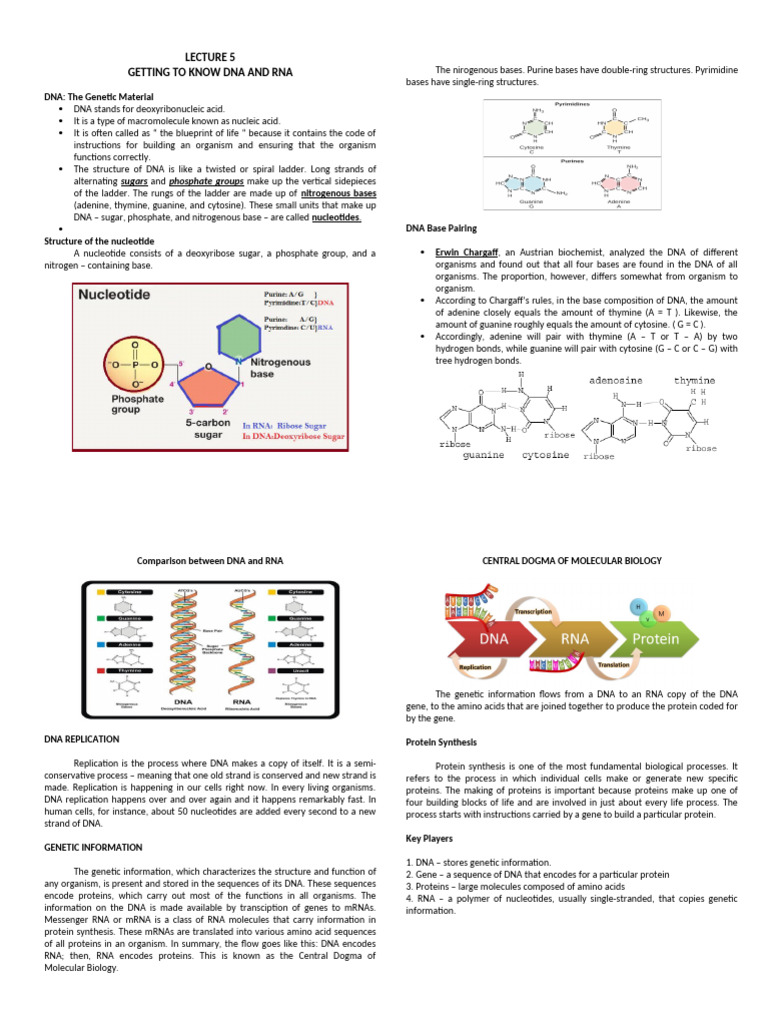 Understanding DNA, RNA, and Proteins | PDF | Translation (Biology) | Rna