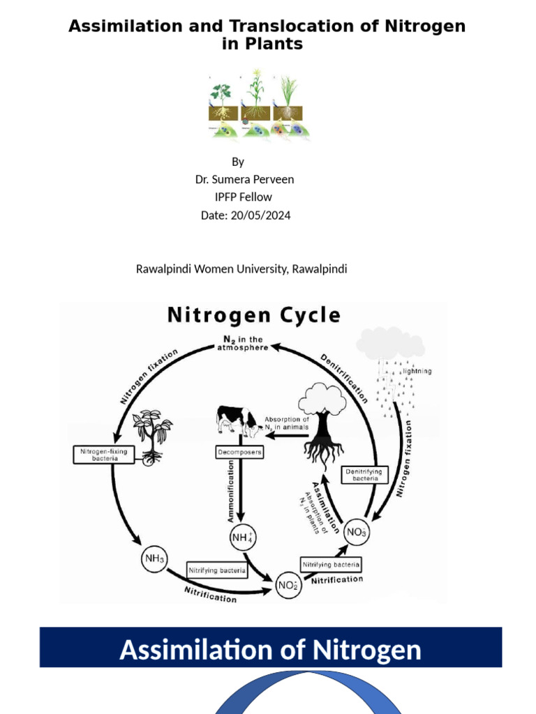 Nitrogen Assimilation in Plants Explained | PDF | Nitrate | Metabolism