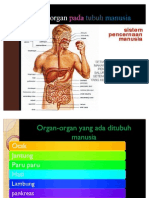 Download Sistem Organ Pada Tubuh Manusia by Abdi Sangnga Prima SN82201547 doc pdf