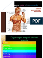 Sistem Organ Pada Tubuh Manusia