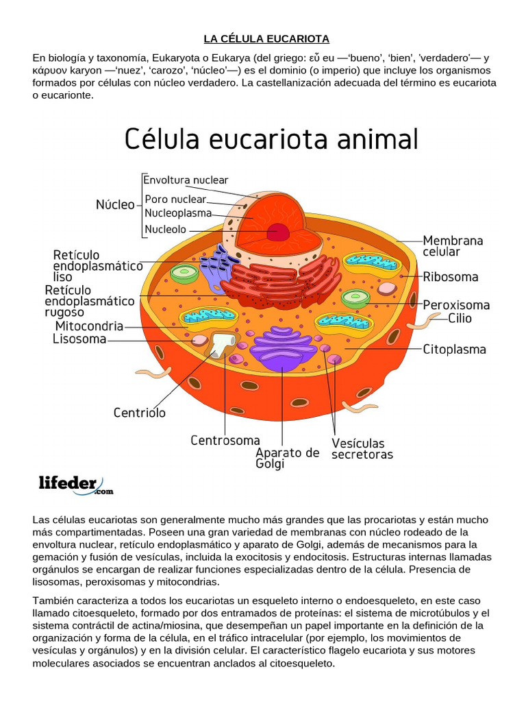 Estructura y Función de la Célula Eucariota | PDF | Eucariotas ...