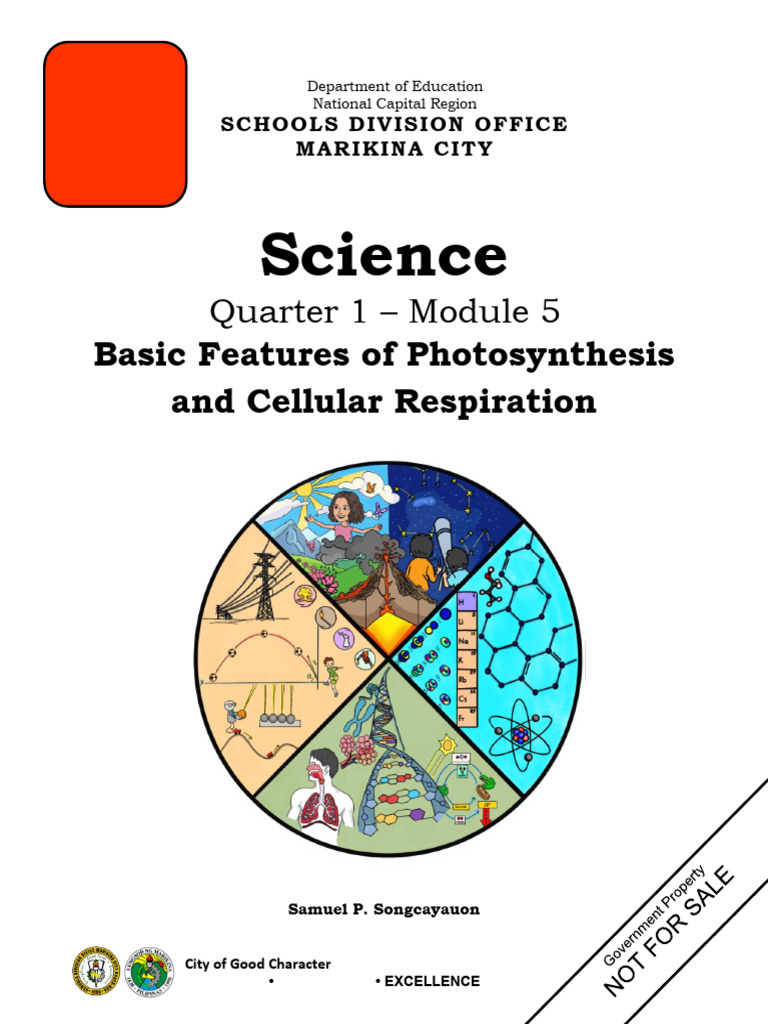 Photosynthesis and Cellular Respiration Guide | PDF | Cellular ...