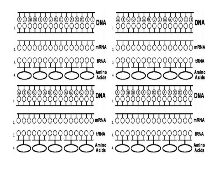 Dna Rna Activity | PDF