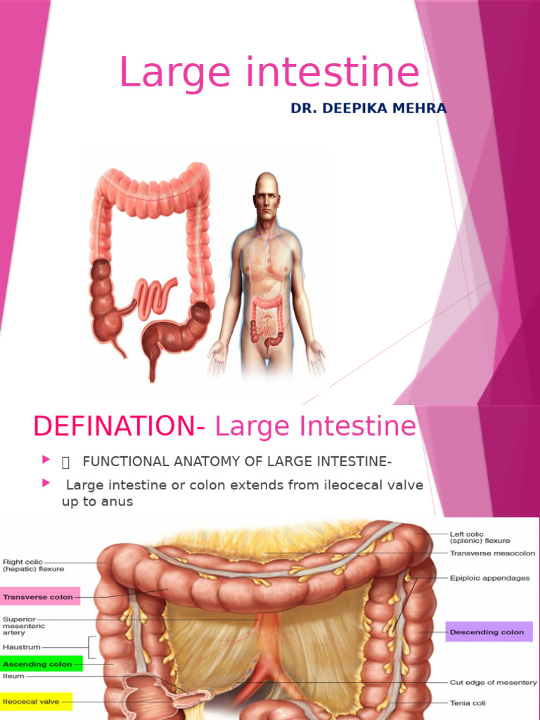 Large Intestine | PDF | Large Intestine | Gastrointestinal Tract