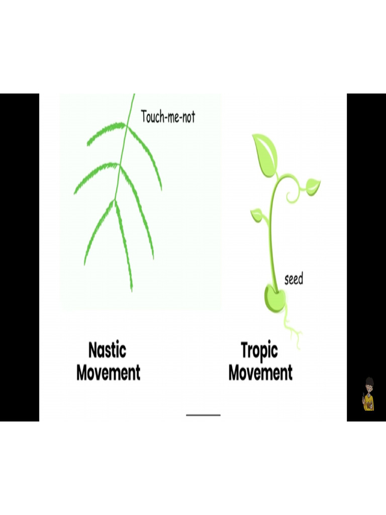 Coordination in Plants Notes | PDF