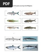 Pakol Fish: Characteristics and Habitat | PDF