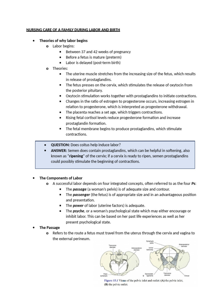 Nursing Care During Labor and Birth | PDF | Childbirth | Skull