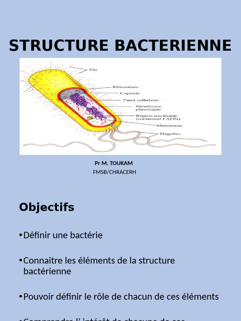 Structure et Rôle des Bactéries | PDF | Bactérie | Cellule (Biologie)