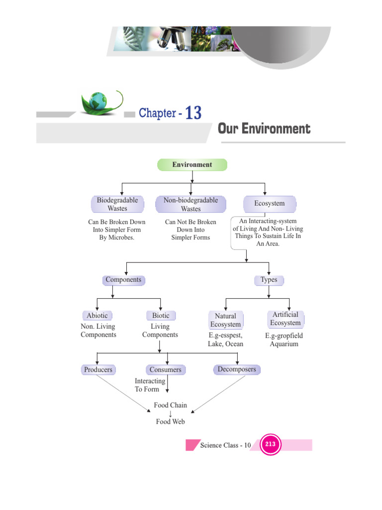Our Environment Notes | PDF | Ecosystem | Ozone