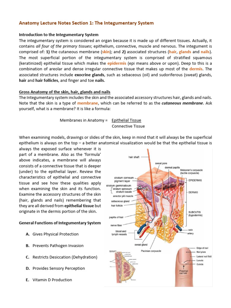 #4 Integumentary Anat Lect Notes | PDF | Integumentary System | Nail ...