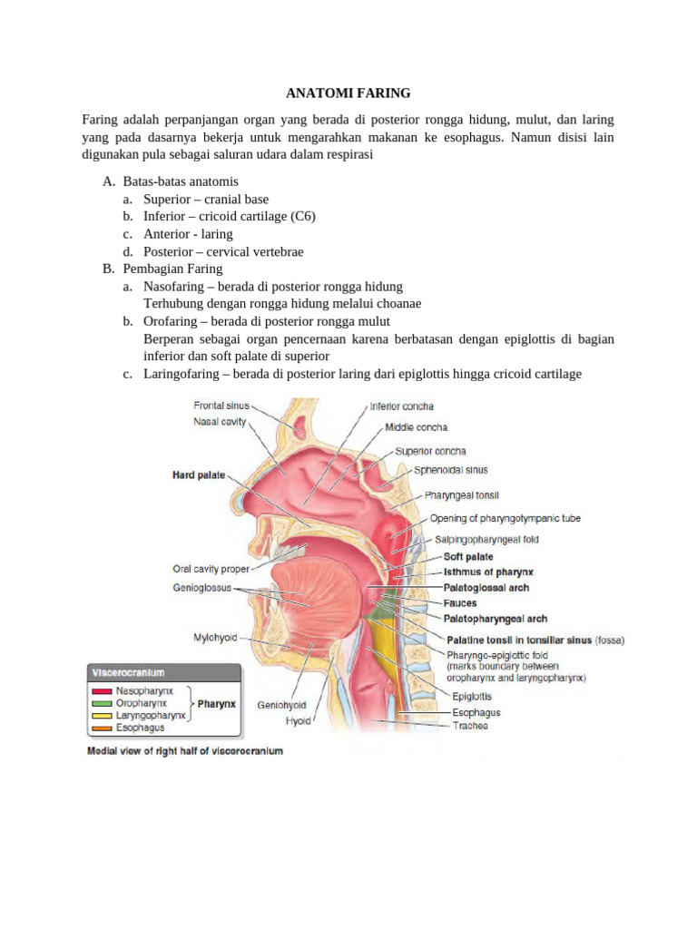 Anatomi Faring: Struktur dan Fungsi | PDF