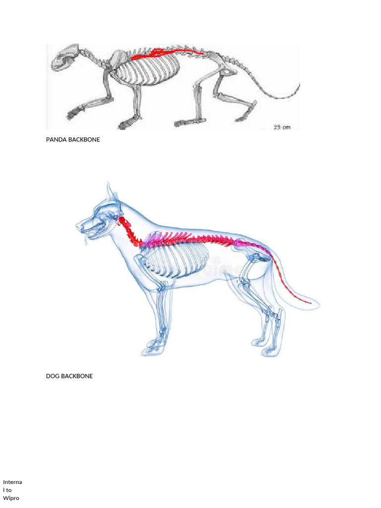 Wipro Internal Animal Backbone Overview | PDF