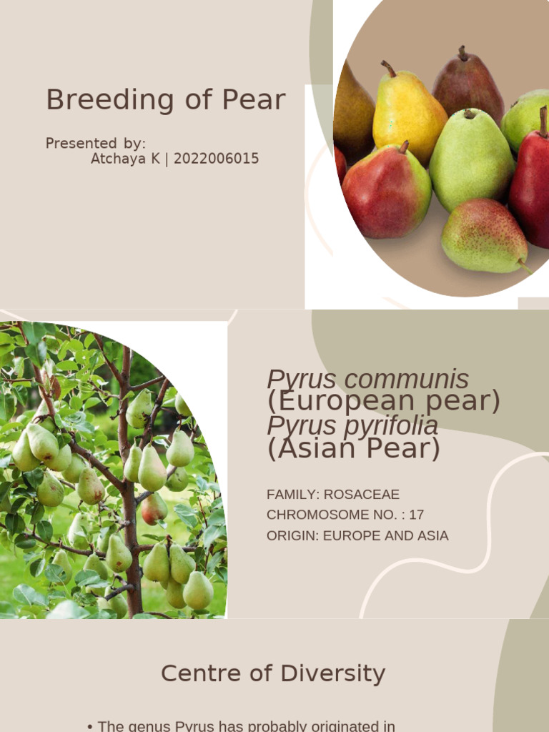 Pear Breeding Techniques and Goals | PDF | Pear | Flowers