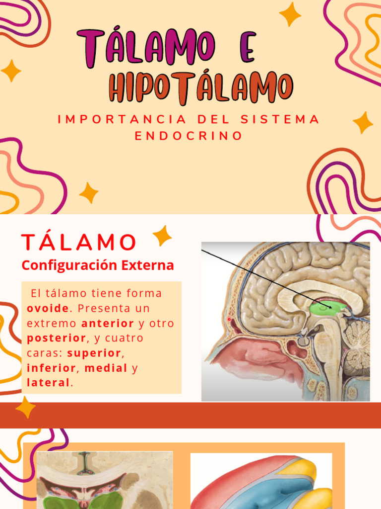 Anatomía del Tálamo y Hipotálamo | PDF | Glándula pituitaria | Hipotálamo