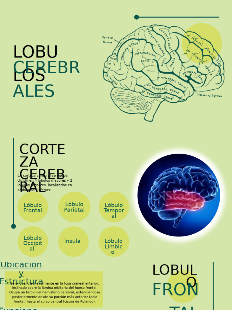 Presentacion final lobulos | PDF | Cerebro | Lóbulo frontal