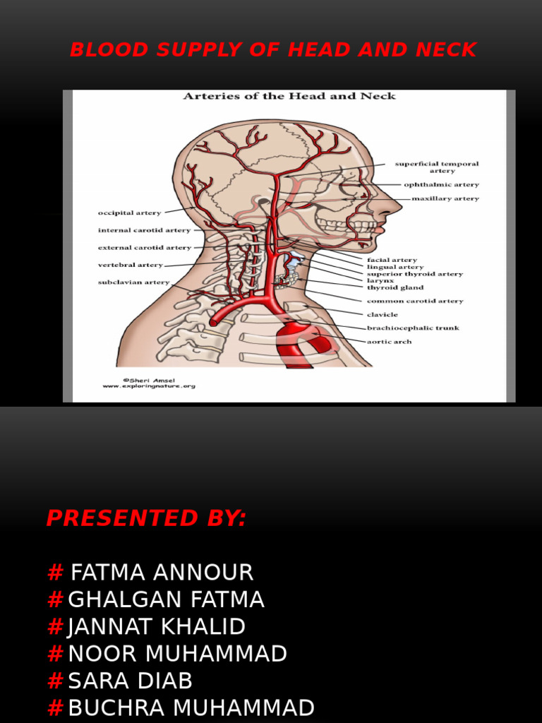 Blood Supply of Head & Neck | PDF | Common Carotid Artery | Neck