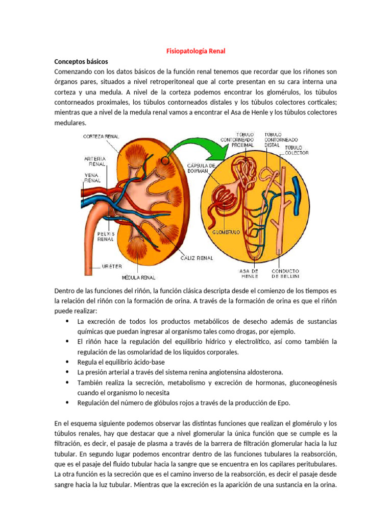 Fisiopatología y Funciones del Riñón | PDF | Riñón | Sistema urinario