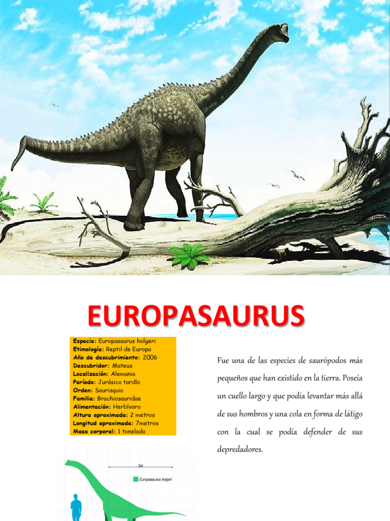 Europasaurus: Saurópodo Pequeño del Jurásico | PDF