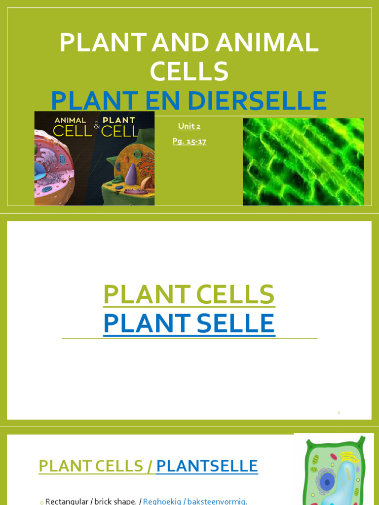 Plant and Animal Cell Structures | PDF | Vacuole | Cell (Biology)
