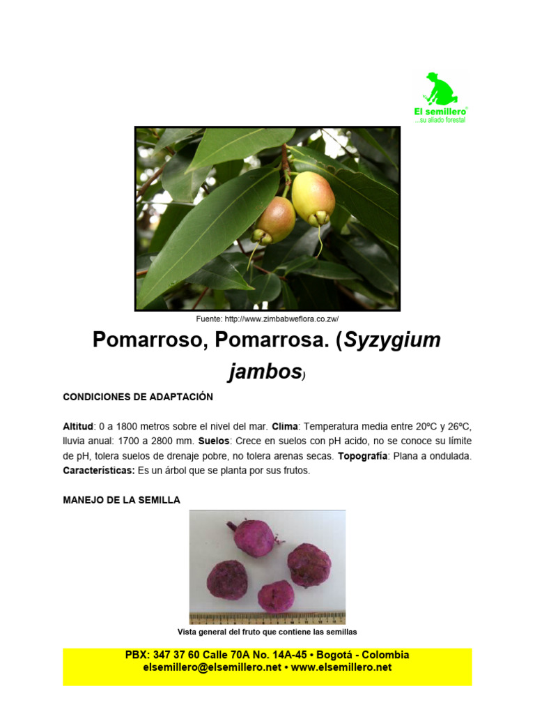 Cultivo y manejo del Pomarroso | PDF | Semilla | Riego