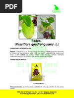 Beneficios y Cultivo del Matasano | PDF | Arboles | manzana