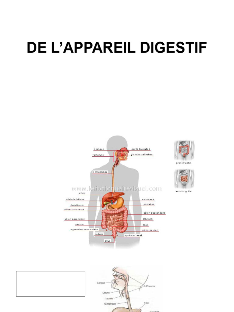 Schéma de l'estomac et appareil digestif | PDF | Péritoine | Estomac