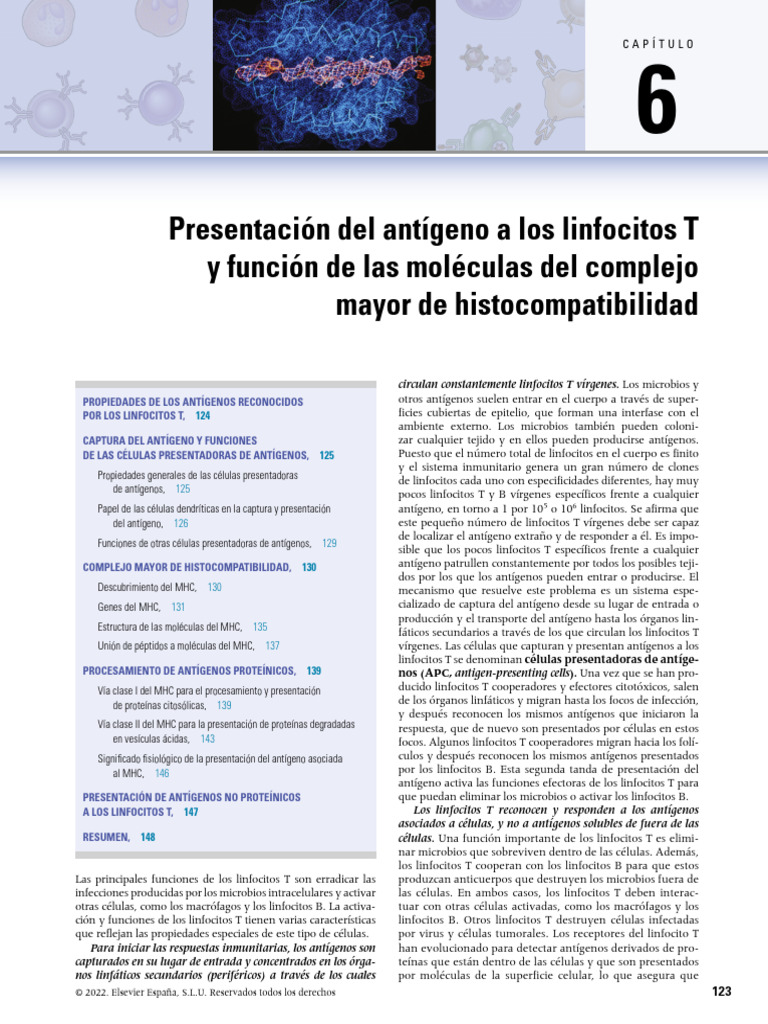 Funciones de los linfocitos T en inmunología | PDF | Célula T | Linfocitos