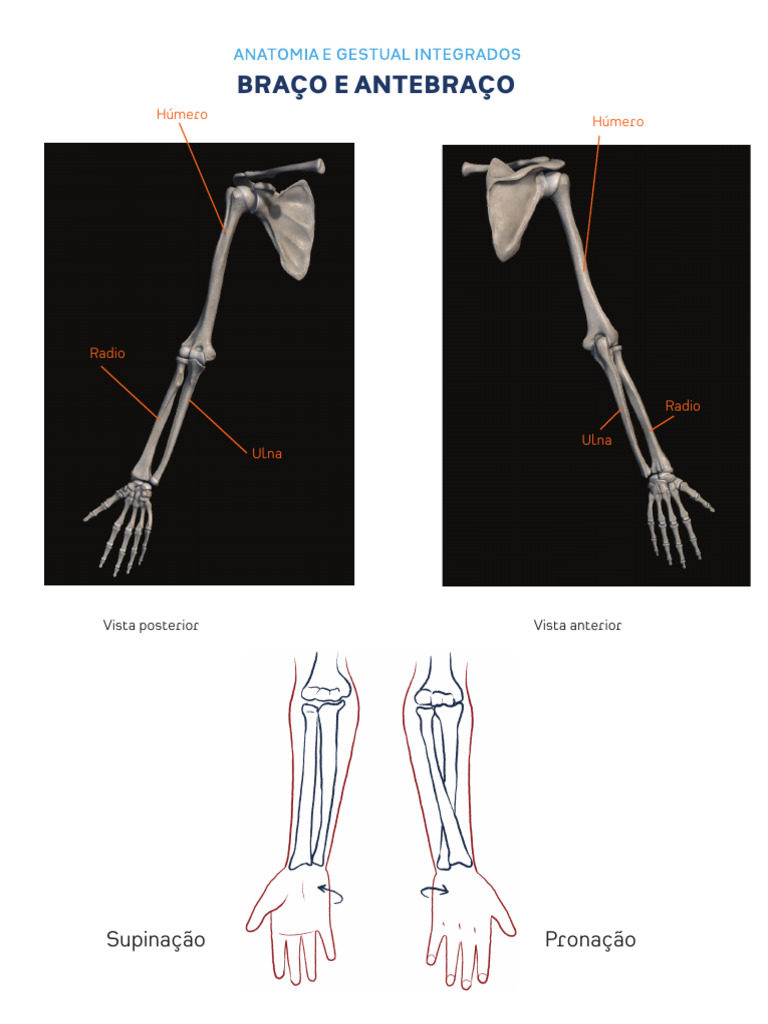 Anatomia do Braço e Antebraço | PDF | Sistema Locomotor | Ombro
