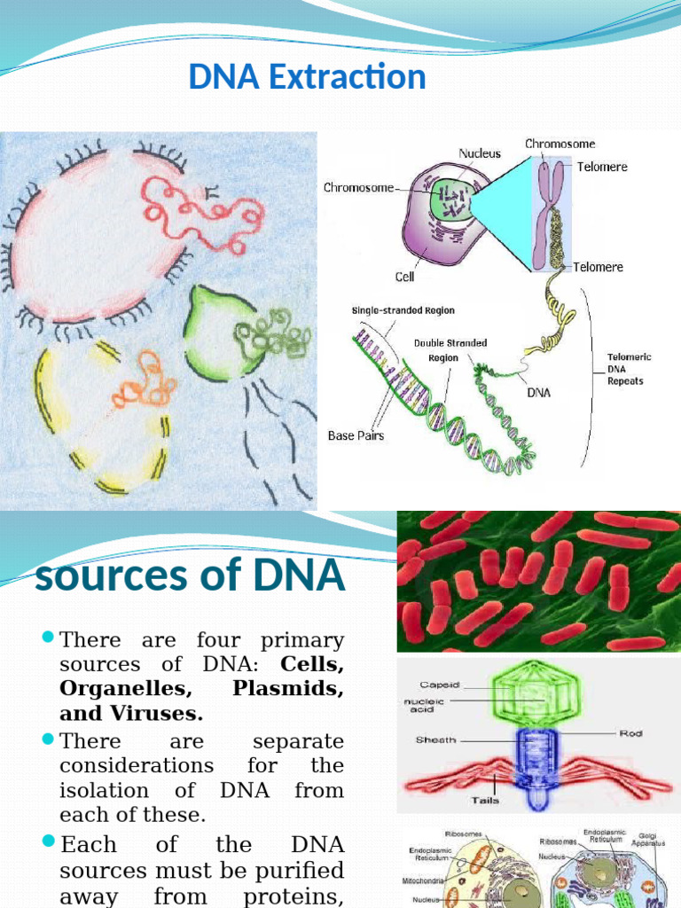 DNA Extraction Methods and Techniques | PDF | Lysis | Precipitation ...