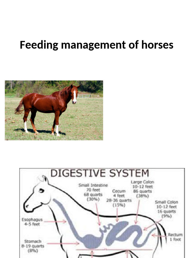 Essential Horse Feeding Management Guide | PDF