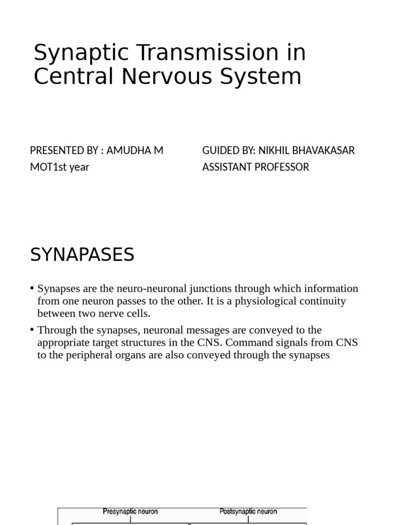 Synaptic Transmission | PDF | Chemical Synapse | Synapse