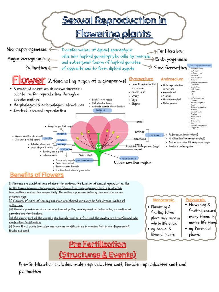 Aminophily in Halobial Endosperm | PDF | Seed | Flowers