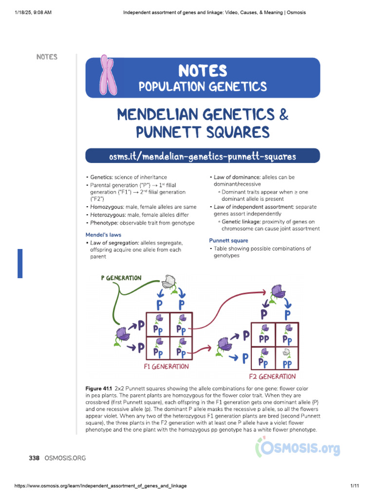 Independent Assortment & Gene Linkage | PDF | Genetic Linkage | Genetics