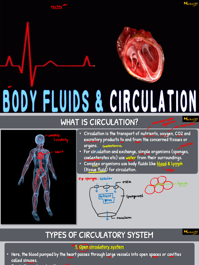 Maternal-Fetal Oxygenated Blood Transfer | PDF | Heart | Atrium (Heart)
