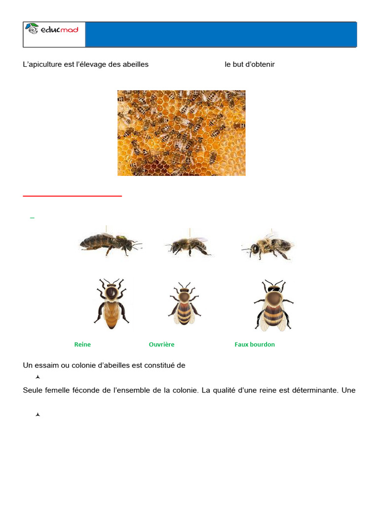 Définition de l'apiculture et pratiques | PDF | Apis (insecte) | Apiculture