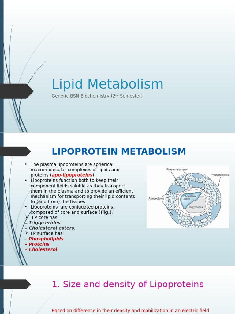 Lipoprotein Metabolism Overview | PDF | Lipoprotein | High Density ...