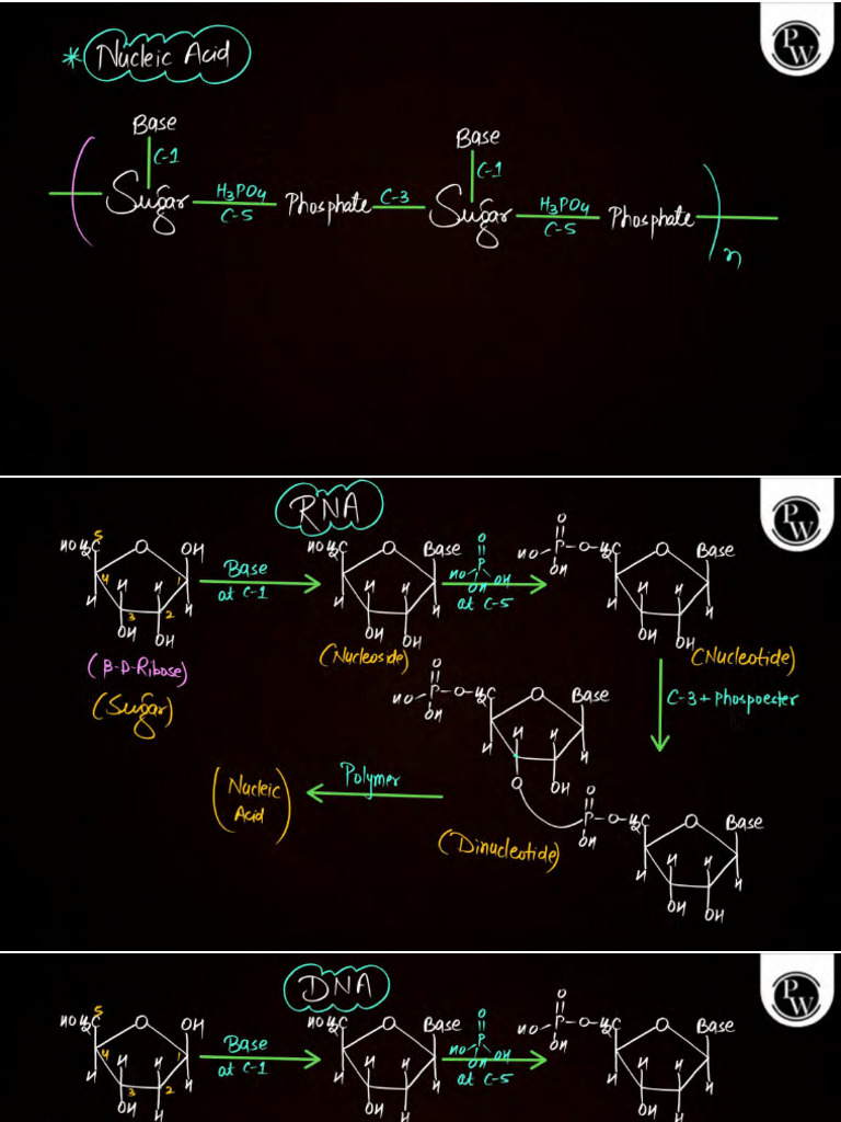 Nucleic Acids | PDF