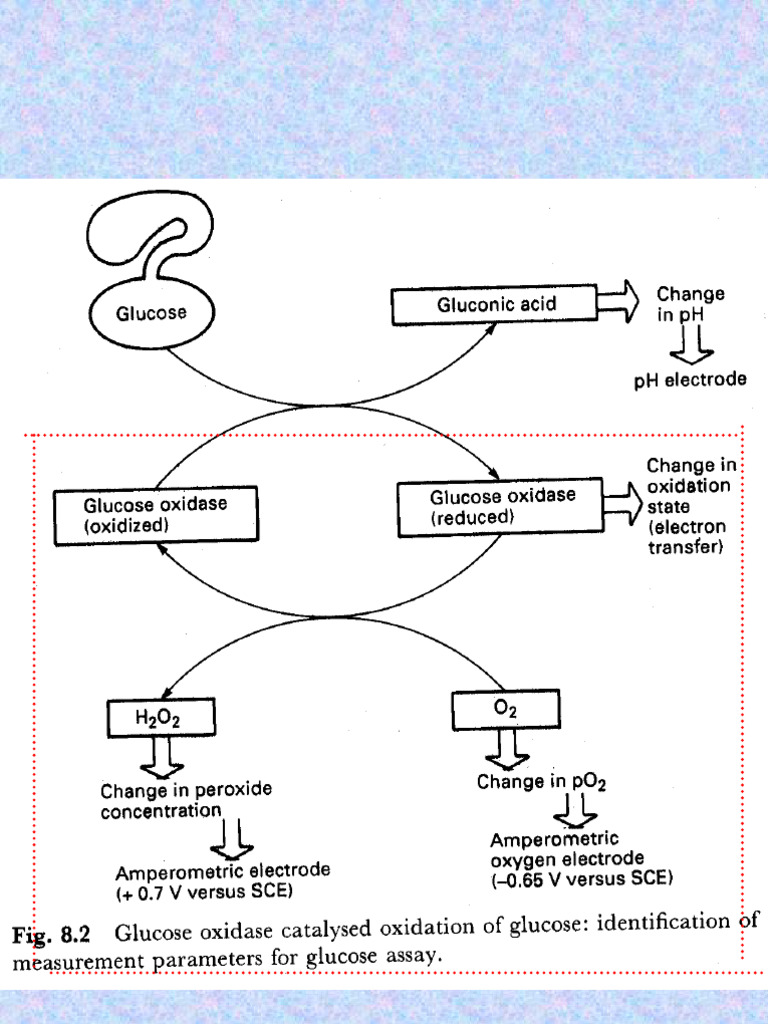 Amperometric Glucose Biosensor Methods | PDF | Redox | Biosensor