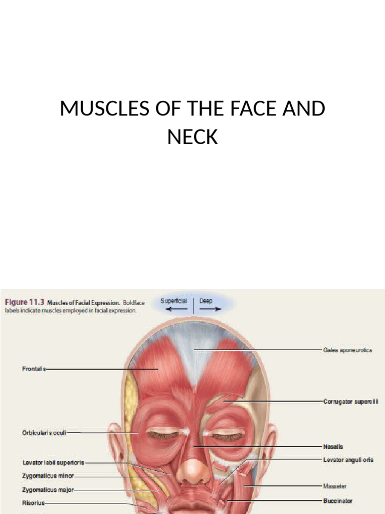 Anatomy of Facial and Neck Muscles | PDF | Neck | Vertebra