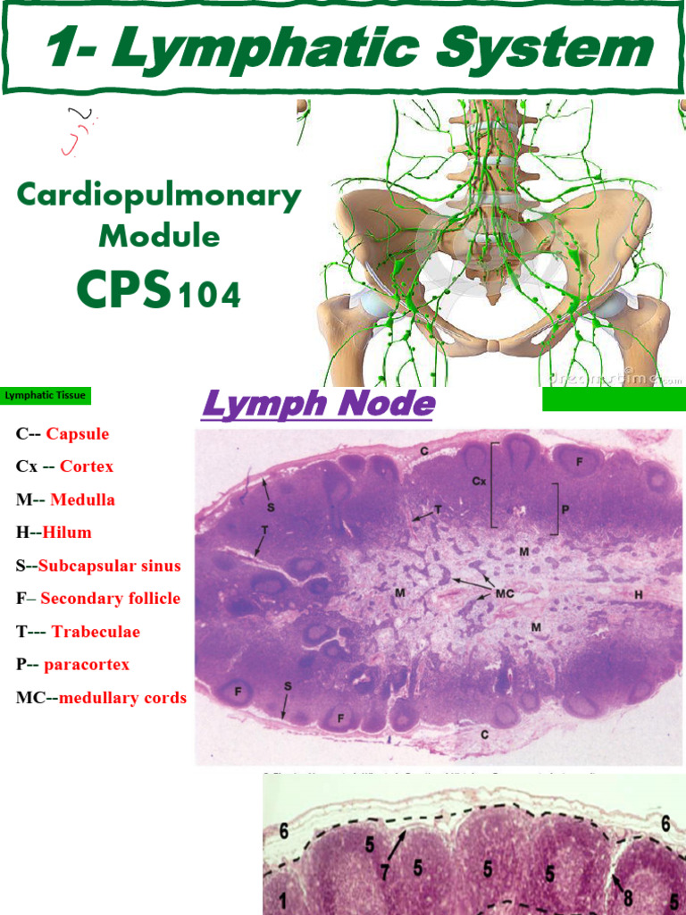 9- lymphatic System | PDF | Lymph Node | Lymphatic System
