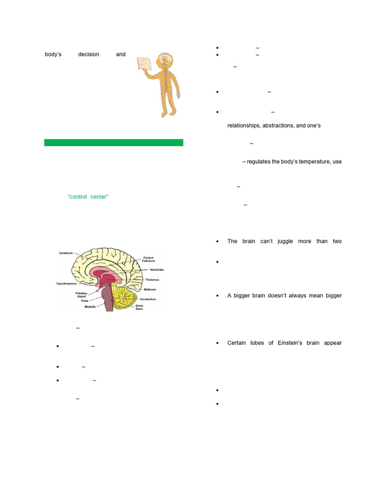 Overview of the Nervous System | PDF | Nerve | Axon