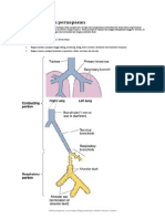 Histologi Sistem Pernapasan