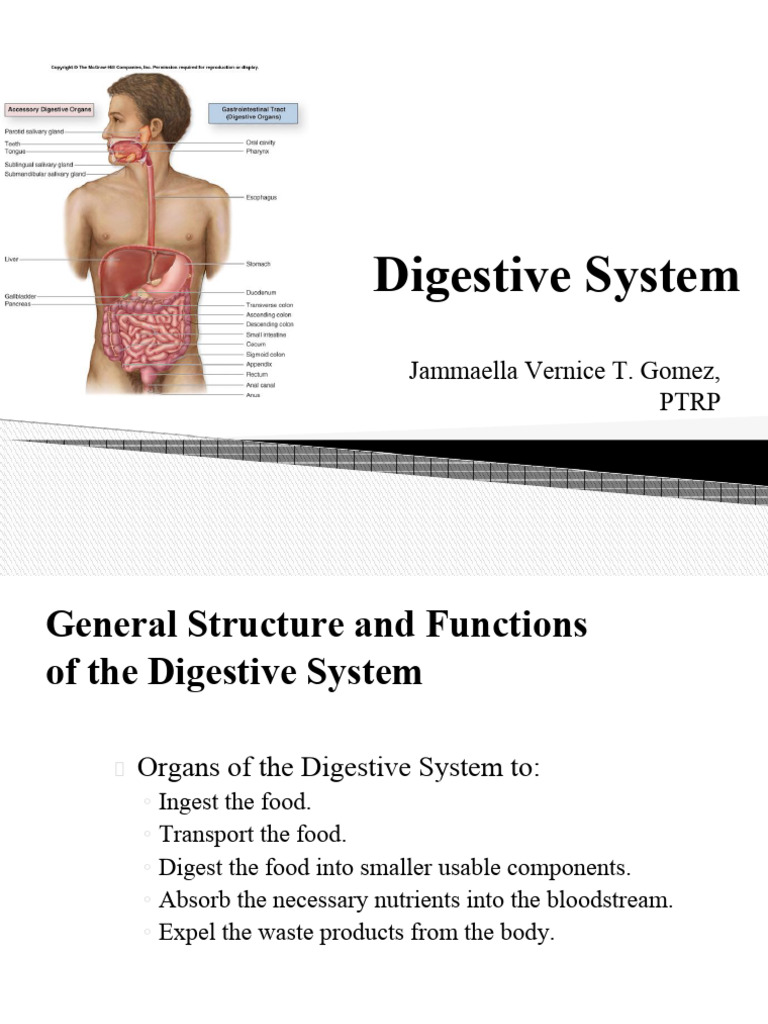 Digestive System Anatomy | PDF | Human Digestive System | Stomach