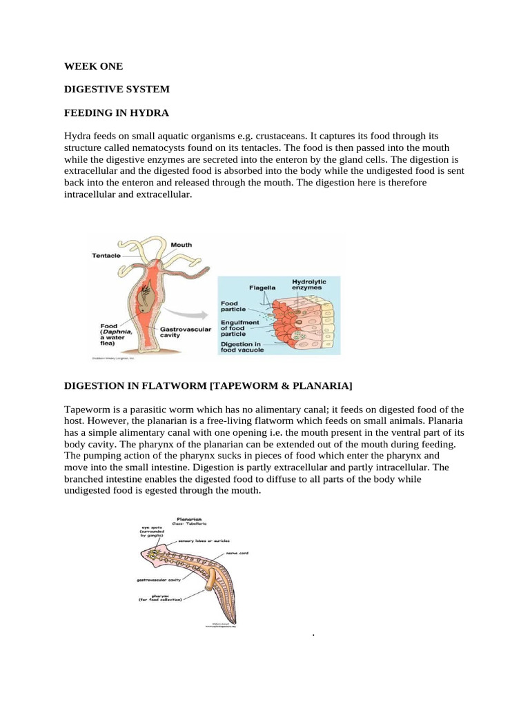 Week 1 | PDF | Digestion | Stomach