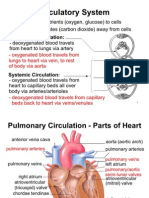 Circulatory System Notes