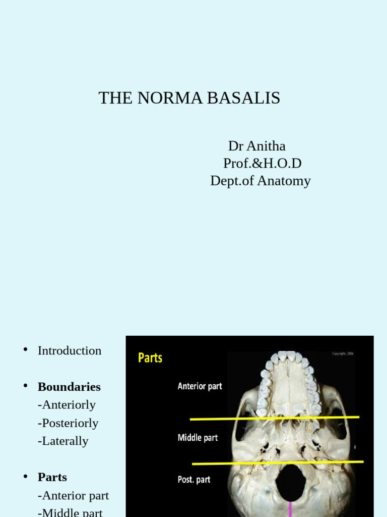 Overview of Norma Basalis Anatomy | PDF