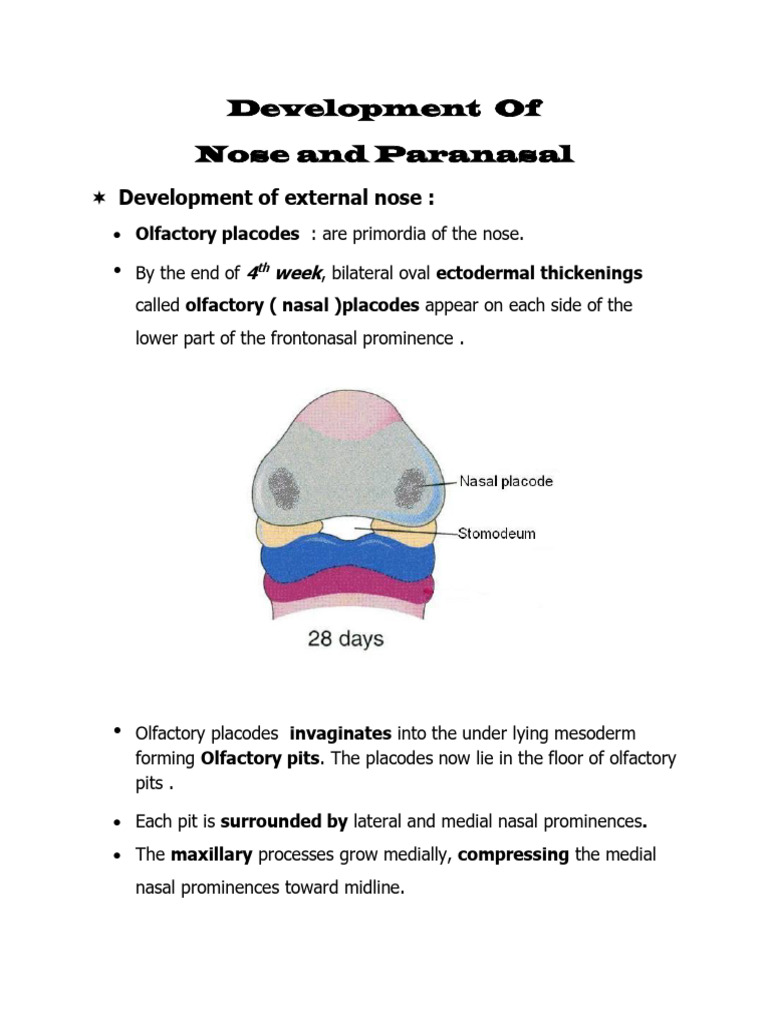 Nose and Paranasal Development Overview | PDF | Human Nose | Tongue