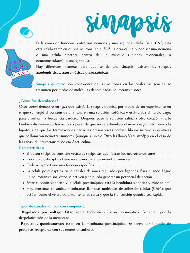 Sinapsis | PDF | Sinapsis | Neurotransmisor